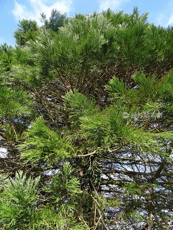 海岸红杉幼树图片(Sequoioideae，拉丁文:sequoia sempervirens)